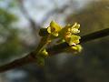 Oriental Mistletoe